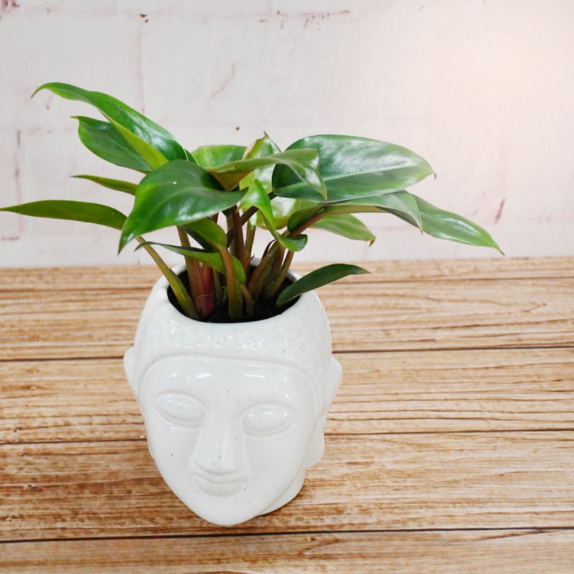 Philodendron Zen